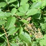 Rubus ignoratus Habit