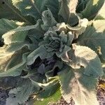 Verbascum boerhavii Blatt