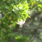 Lycium ferocissimum Flor