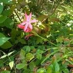 Crocosmia × crocosmiifloraFlower