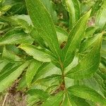 Paeonia lactiflora Lehti
