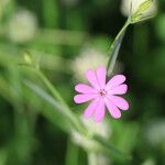 Silene cretica Bloem