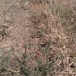 Oenothera suffrutescens Flor