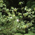 Hibiscus waimeae Plante entière