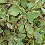 Tripodion tetraphyllum Hoja