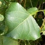 Populus nigraBlatt