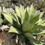 Agave salmiana Leaf