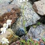 Achillea atrata Fuelha