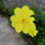 Cosmos sulphureus Blomma