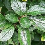 Cotoneaster acutifolius Leaf