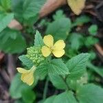 Sinapis arvensis Flower