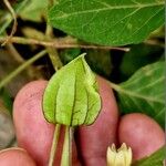 Physalis angulata Fruchs