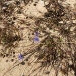 Jasione maritima Otro