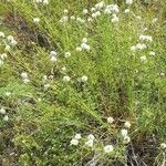 Dalea multiflora Vivejo