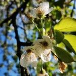 Prunus aviumFleur