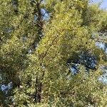 Quercus castaneifolia Характер