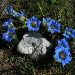 Gentiana meiantha موطن