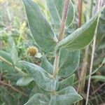 Helianthus mollis Листок