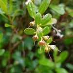 Chamaedaphne calyculata 果