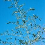 Phyllostachys sulphurea Casca