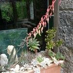 Gasteria disticha Flower