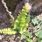 Adiantum incisum Hoja