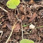 Dichondra carolinensis Feuille