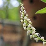 Polystachya setifera Flor