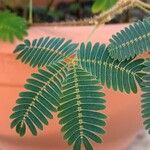 Mimosa pudica Lehti