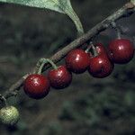 Stylogyne micrantha Fruit