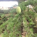 Cedrus deodaraFruit