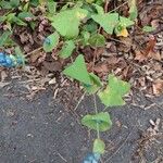 Persicaria perfoliata फल