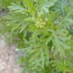 Lepidium didymum Hoja