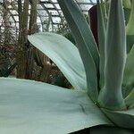 Agave guiengola Blad