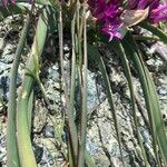 Allium falcifolium ഇല
