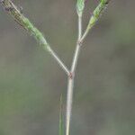 Dichanthium aristatum Flors