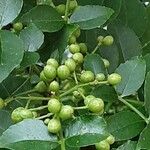 Zanthoxylum bungeanum Frutto