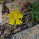 Tuberaria lignosa Flower