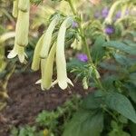 Phygelius aequalis Flower