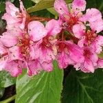 Bergenia crassifolia Flor