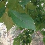 Carya glabra List