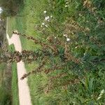 Artemisia vulgarisFlor