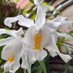 Coelogyne cristata Flower