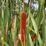 Typha orientalis Ffrwyth