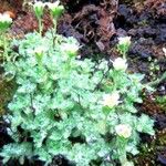 Saxifraga muscoides Libunga