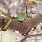 Bauhinia galpinii Corteccia