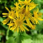 Jacobaea alpina Flower