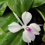 Kaempferia galanga Flower