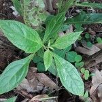 Neurolaena lobata Leaf