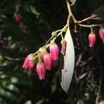 Agarista salicifolia Flower